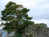 Ireland2008-0010.jpg