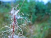 IrelandPlants2008-105.jpg
