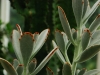 IrelandPlants2008-35.jpg