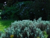 IrelandPlants2008-63.jpg