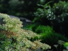 IrelandPlants2008-66.jpg