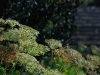 IrelandPlants2008-67.jpg