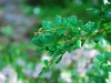 IrelandPlants2008-76.jpg