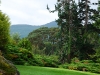 IrelandPlants2008-81.jpg