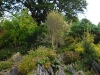 IrelandPlants2008-82.jpg