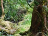 IrelandPlants2008-85.jpg