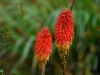 IrelandPlants2008-88.jpg