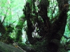 IrelandPlants2008-89.jpg