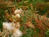 IrelandPlants2008-91.jpg