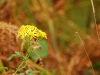 IrelandPlants2008-92.jpg